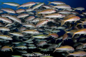 School of goat fish and a few other friends. by Stuart Ganz 